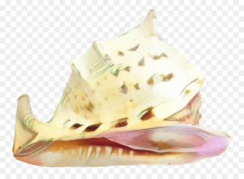Trumpet, Conch, Jaw, Shankha PNG Trumpet, Conch, Jaw, Shankha PNG