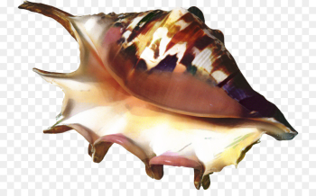 Trumpet, Seashell, Conch, Shankha PNG Trumpet, Seashell, Conch, Shankha PNG