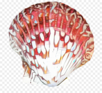 Trumpet, Seashell, Conch, Shell, Scallop PNG Trumpet, Seashell, Conch, Shell, Scallop PNG