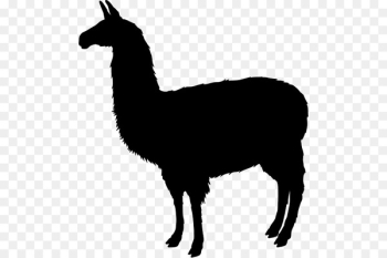 Tshirt, Llama, Shirt, Vertebrate PNG Tshirt, Llama, Shirt, Vertebrate PNG