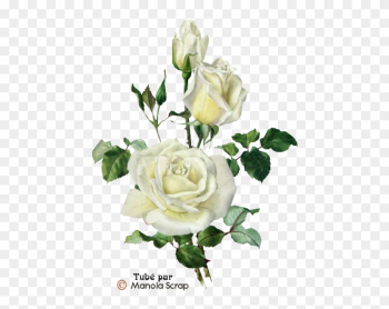 Tubes Fleurs Page - Vintage Rose Print Tubes Fleurs Page - Vintage Rose Print