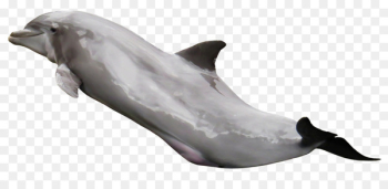 Tucuxi Dolphin - Dolphin Tucuxi Dolphin - Dolphin