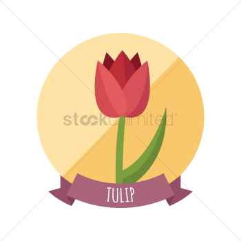 Tulip Tulip