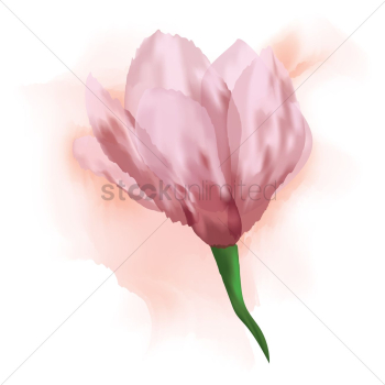 Tulip Tulip
