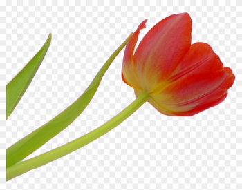 Tulip, Blossom, Bloom, Flower, Spring, Plant, Nature - Flower Tulip, Blossom, Bloom, Flower, Spring, Plant, Nature - Flower