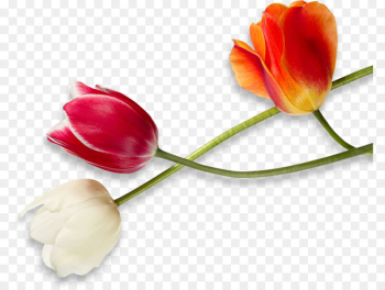 Tulip Bustld Wedding Cut flowers Plant stem - tulip Tulip Bustld Wedding Cut flowers Plant stem - tulip