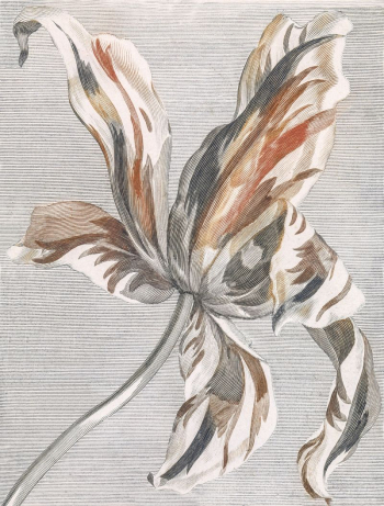 Tulip by Johan Teyler (1648-1709). | Free Photo Illustration - rawpixel