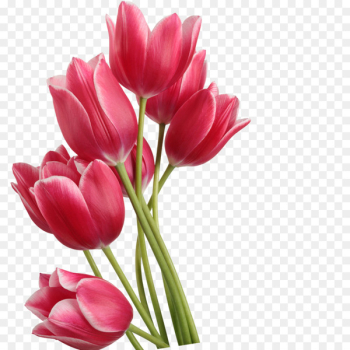 Tulip Clip art - Red tulips 