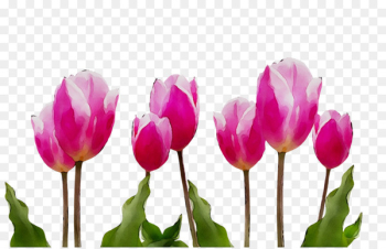 Tulip Cut flowers Plant stem Bud Herbaceous plant - Tulip Cut flowers Plant stem Bud Herbaceous plant -