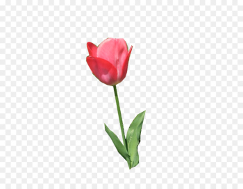 Tulip Cut flowers Plant stem Bud Rose - tulip Tulip Cut flowers Plant stem Bud Rose - tulip