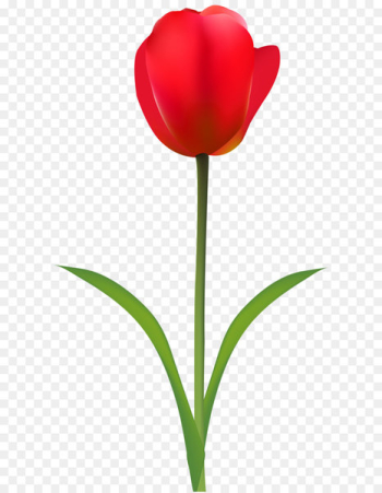 Tulip Cut flowers Red Wallpaper - Red Tulip Transparent Clip Art Image 