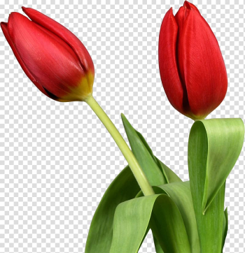 Tulip Desktop Flower , tulip watercolor transparent background PNG clipart Tulip Desktop Flower , tulip watercolor transparent background PNG clipart