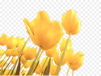 Tulip, Desktop Wallpaper, Wildflower, Flower, Yellow PNG