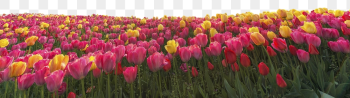 Tulip field png border, transparent | Free PNG - rawpixel