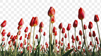 Tulip field png border, transparent | Free PNG - rawpixel