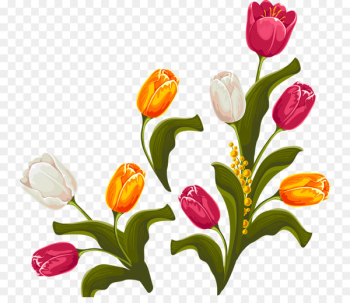Tulip Floral design Flower - Flowers Tulips Tulip Floral design Flower - Flowers Tulips
