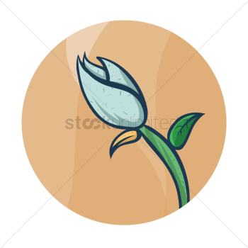 Tulip flower Tulip flower