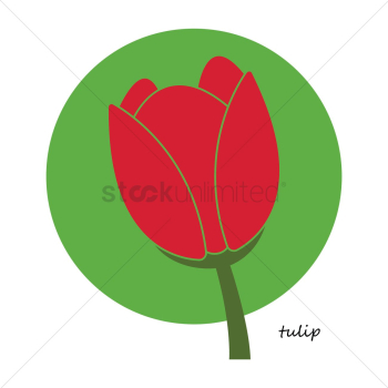 Tulip flower Tulip flower