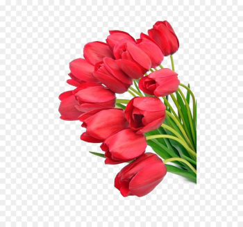 Tulip Flower bouquet Wallpaper - tulip Tulip Flower bouquet Wallpaper - tulip