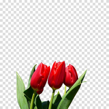 Tulip Flower Bulb Blossom Lilium, tulip transparent background PNG clipart Tulip Flower Bulb Blossom Lilium, tulip transparent background PNG clipart