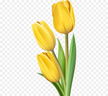 Tulip Flower Clip art - Yellow Tulips Tulip Flower Clip art - Yellow Tulips