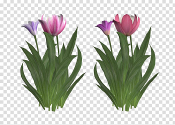 Tulip Flower , Colorful tulips transparent background PNG clipart