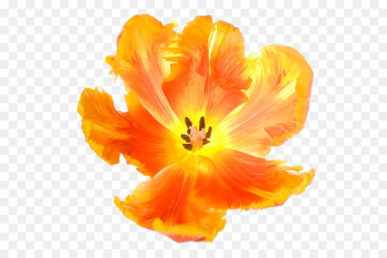 Tulip Flower Euclidean vector - Tulip Flowers Tulip Flower Euclidean vector - Tulip Flowers