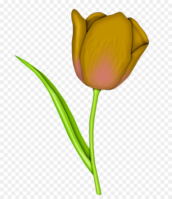 Tulip Flower Floral design Clip art Illustration - tulip Tulip Flower Floral design Clip art Illustration - tulip