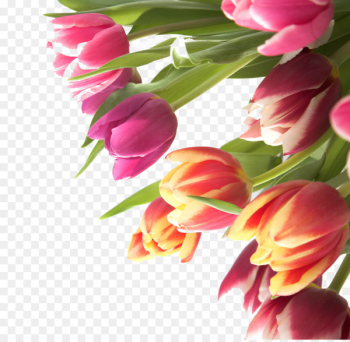 Tulip Flower Name day - Tulip flowers Tulip Flower Name day - Tulip flowers