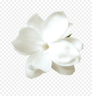 Tulip Flower Petal - White tulips Tulip Flower Petal - White tulips