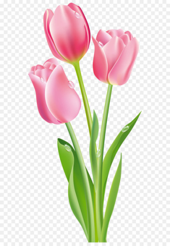 Tulip Flower Pink Clip art - Pink Tulips PNG Clipart Image 