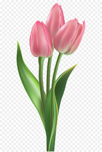 Tulip Flower Pink Clip art - Soft Pink Tulips PNG Clipart Image 