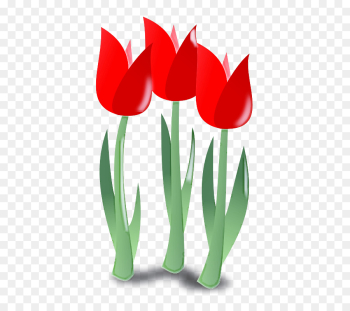 tulip flower plant petal lady tulip tulip flower plant petal lady tulip