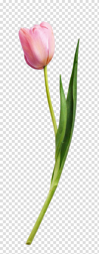 Tulip Flower Plant, Tulip flower plants transparent background PNG clipart Tulip Flower Plant, Tulip flower plants transparent background PNG clipart