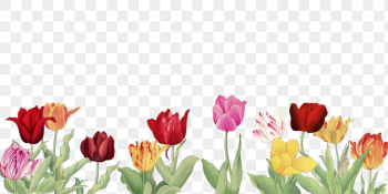 Tulip flower png border, transparent | Free PNG - rawpixel