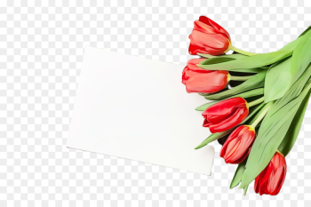 tulip flower red plant flowering plant tulip flower red plant flowering plant