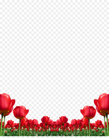 Tulip Flower Red - Red tulips Tulip Flower Red - Red tulips