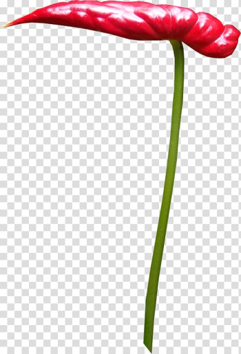 Tulip Flower Red , tulip transparent background PNG clipart Tulip Flower Red , tulip transparent background PNG clipart