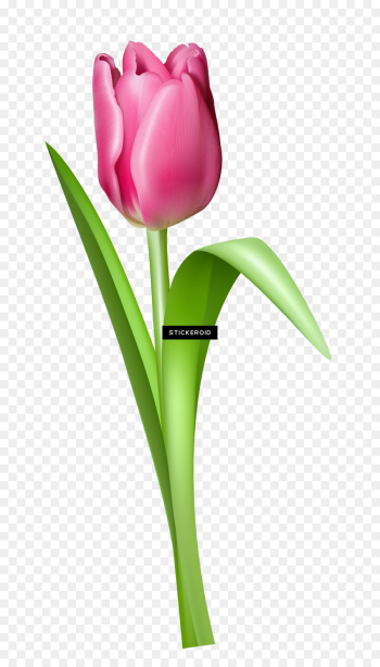 Tulip, Flower, Rose, Flowering Plant PNG Tulip, Flower, Rose, Flowering Plant PNG
