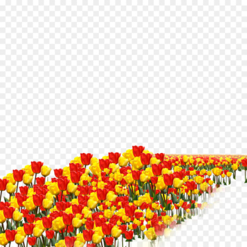 Tulip Flower - tulip Tulip Flower - tulip