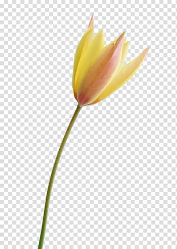 Tulip Flower, Tulip flower transparent background PNG clipart Tulip Flower, Tulip flower transparent background PNG clipart