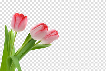 Tulip Flower, Tulip flowers transparent background PNG clipart Tulip Flower, Tulip flowers transparent background PNG clipart
