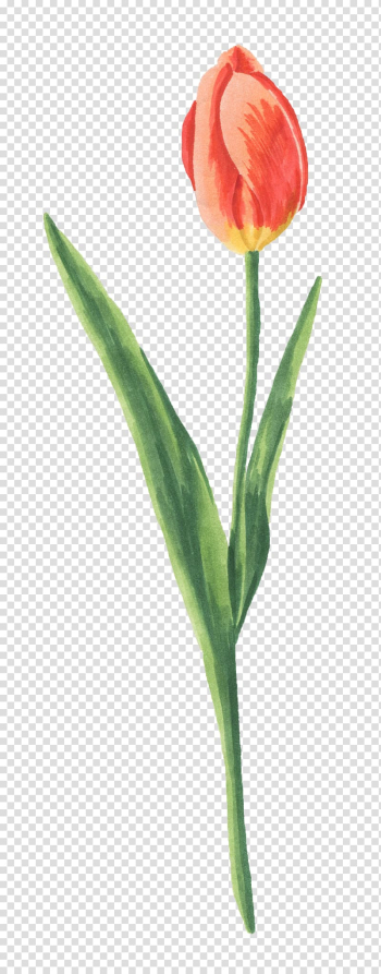 Tulip Flower Watercolor painting Gratis, tulip transparent background PNG clipart Tulip Flower Watercolor painting Gratis, tulip transparent background PNG clipart