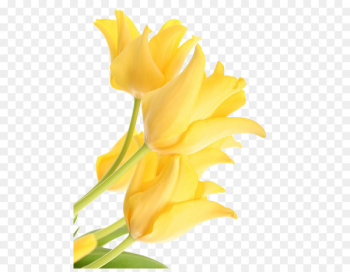 Tulip, Flower, Yellow, Petal PNG Tulip, Flower, Yellow, Petal PNG