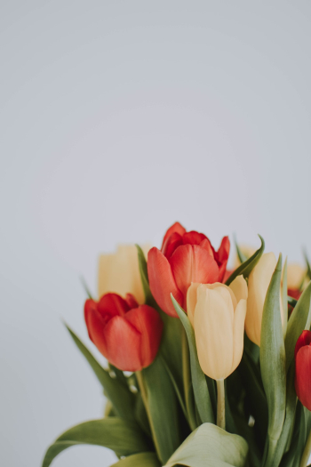 Tulip Flowers Tulip Flowers
