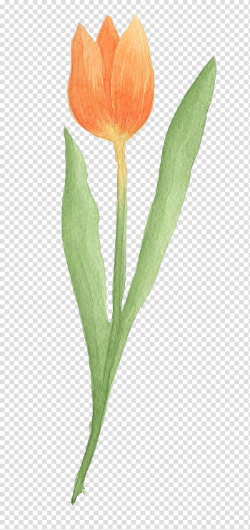 Tulip Google Watercolor painting, Yellow Tulips transparent background PNG clipart Tulip Google Watercolor painting, Yellow Tulips transparent background PNG clipart