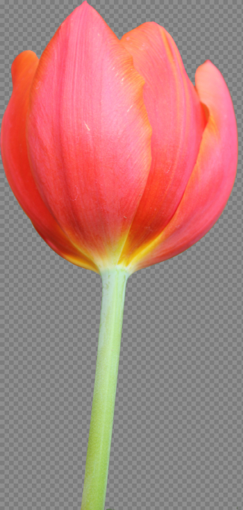 Tulip Hd Tulip Hd