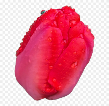 Tulip Head Png By Bunny With Camera - Tulip Tulip Head Png By Bunny With Camera - Tulip