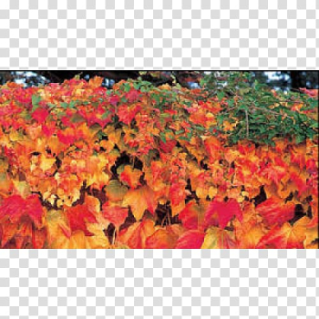 Tulip Il grande libro del giardinaggio Boston ivy Autumn Petal, tulip transparent background PNG clipart