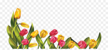Tulip, Indira Gandhi Memorial Tulip Garden, Desktop Wallpaper, Flower, Petal PNG